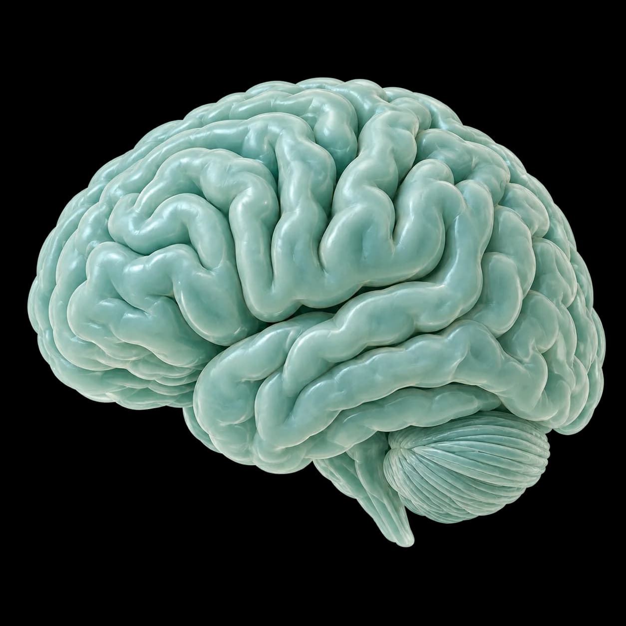 Illustration of the brain