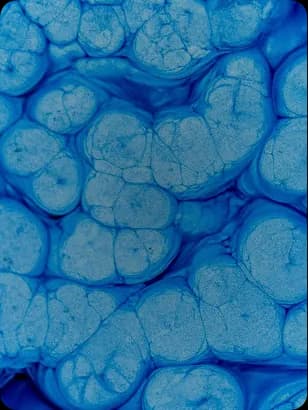 Blue cellular illustration for the FoodPrint food intolerance panel